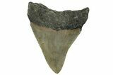 Serrated, Fossil Megalodon Tooth - North Carolina #295252-1